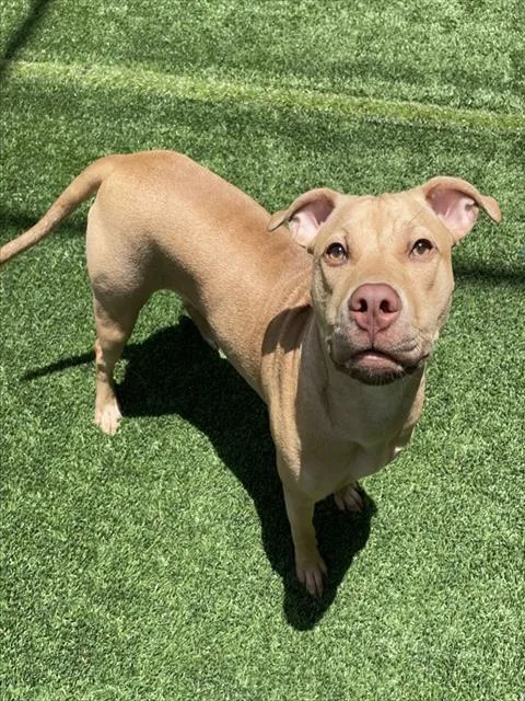 A baby medium-sized female Mixed Breed dog named Jessie for adoption in Palmetto, FL