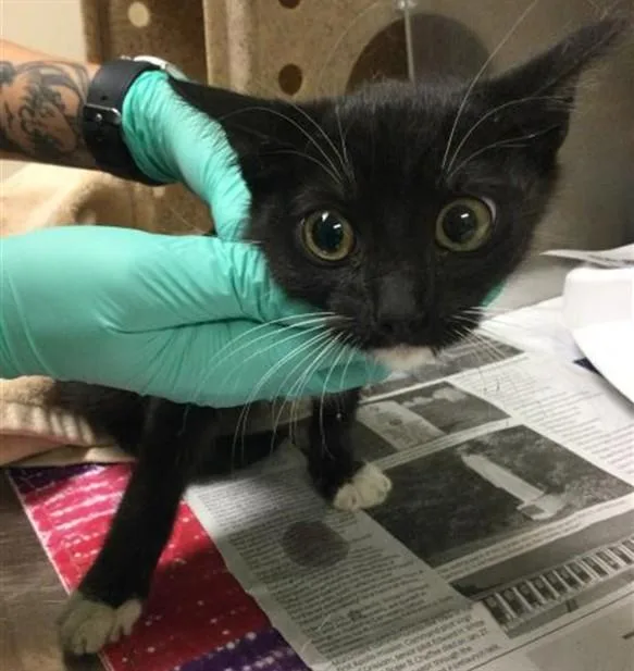 A baby small-sized female Domestic Short Hair cat named Binx for adoption in Riverside, CA