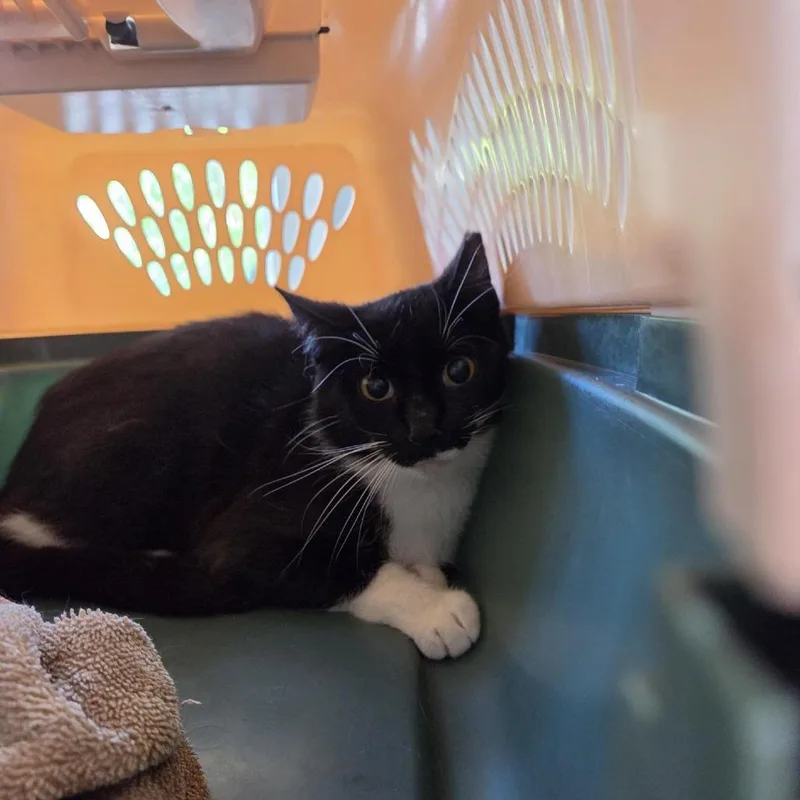 A young small-sized male Black Domestic Short Hair cat named Topazwc for adoption in Grand Rapids, MI