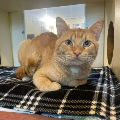 An adult medium-sized male Tabby (Orange / Red) Domestic Short Hair cat named Crouton for adoption in Rochester, MN