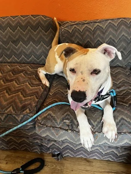 An adult large-sized female Mixed Breed dog named Sunshine for adoption in Austin, TX