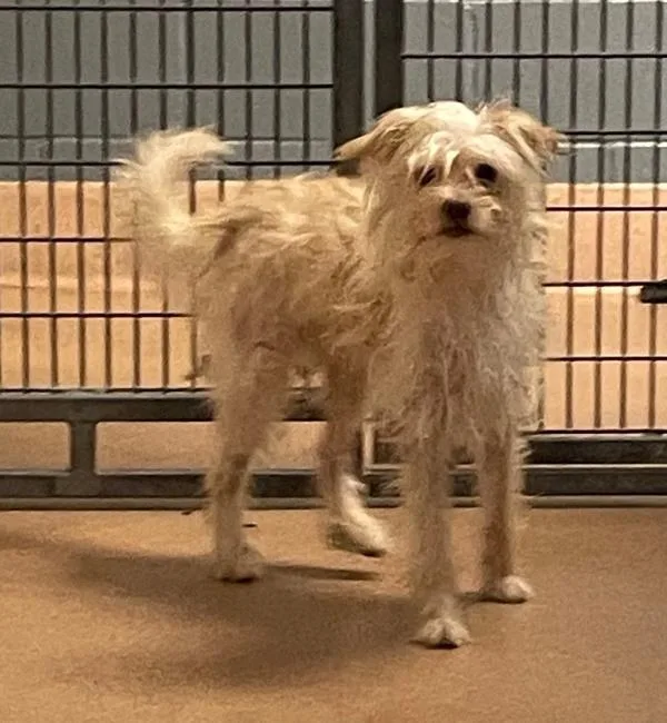 An adult small-sized male Maltese dog named Luke for adoption in San Diego, CA