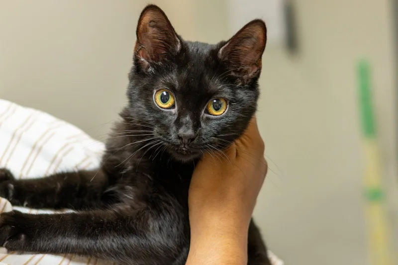 A baby medium-sized female Black Domestic Short Hair cat named Stormy for adoption in Cary, NC