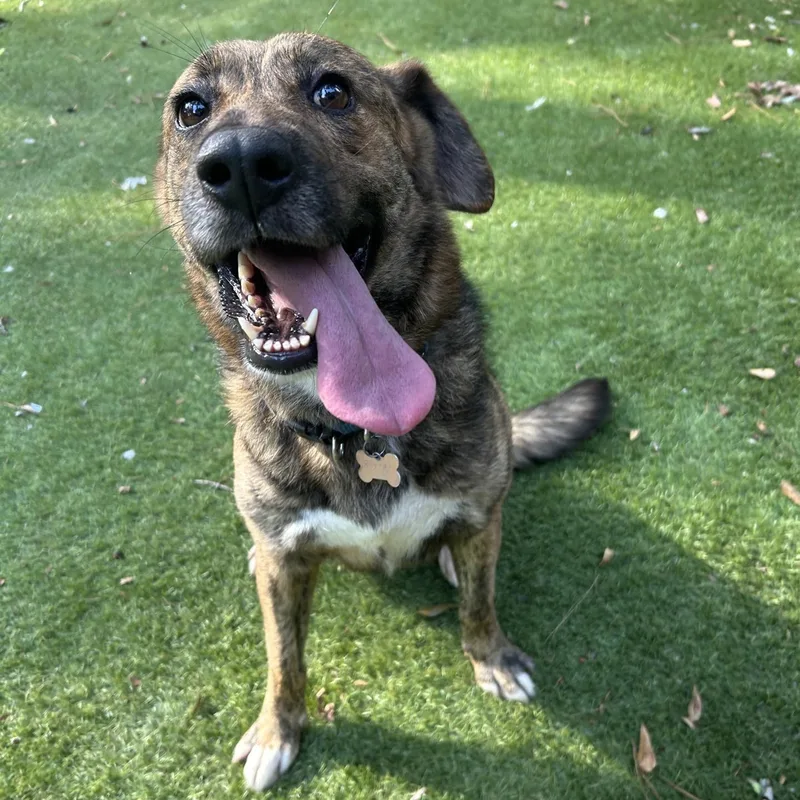 An adult medium-sized female Dutch Shepherd dog named Lola for adoption in Magnolia, TX