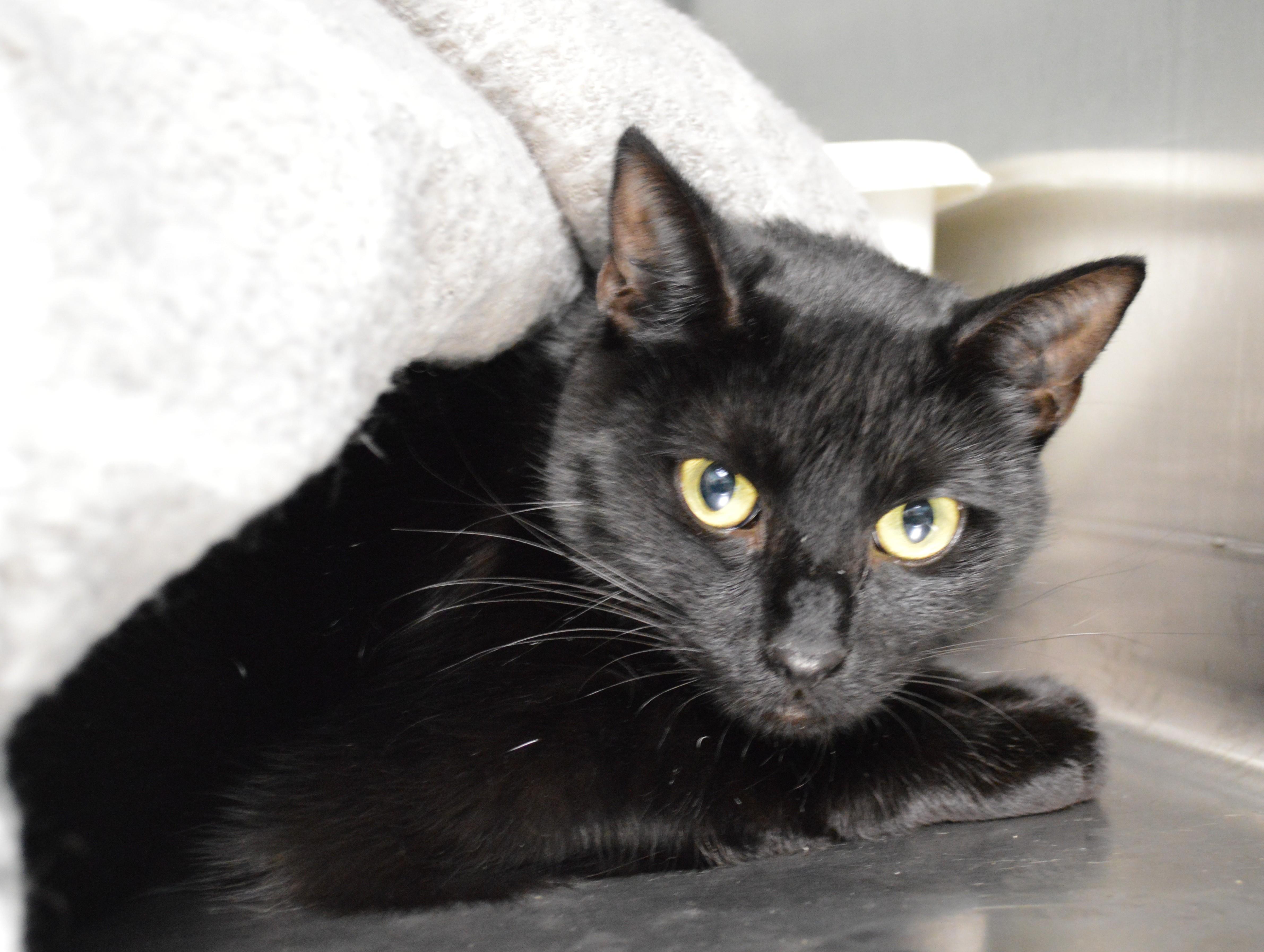 A young medium-sized female Black Domestic Short Hair cat named Sika for adoption in House Springs, MO