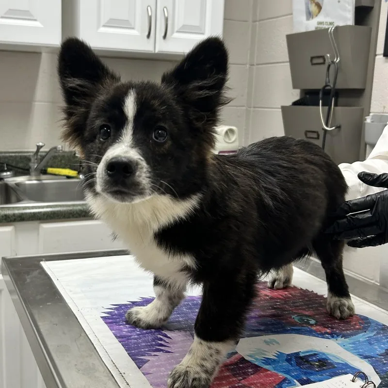 A baby medium-sized male Black Mixed Breed dog named Nano for adoption in Huntsville, AL
