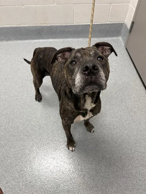 An adult large-sized male Pit Bull Terrier dog named Duke for adoption in Indianapolis, IN
