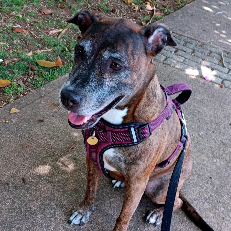 A senior medium-sized female Brindle Mixed Breed dog named Mila for adoption in Guaynabo, PR