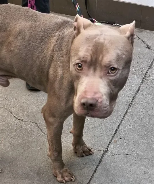 A young medium-sized male Pit Bull Terrier dog named Texas for adoption in Tucson, AZ