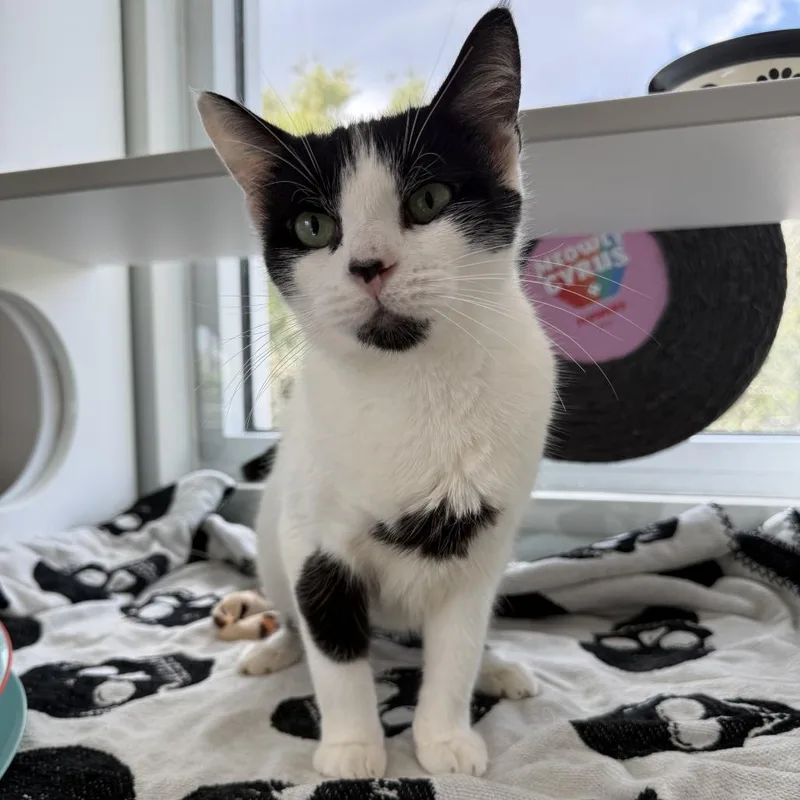 An adult medium-sized female White Domestic Short Hair cat named Aloka for adoption in Jupiter, FL