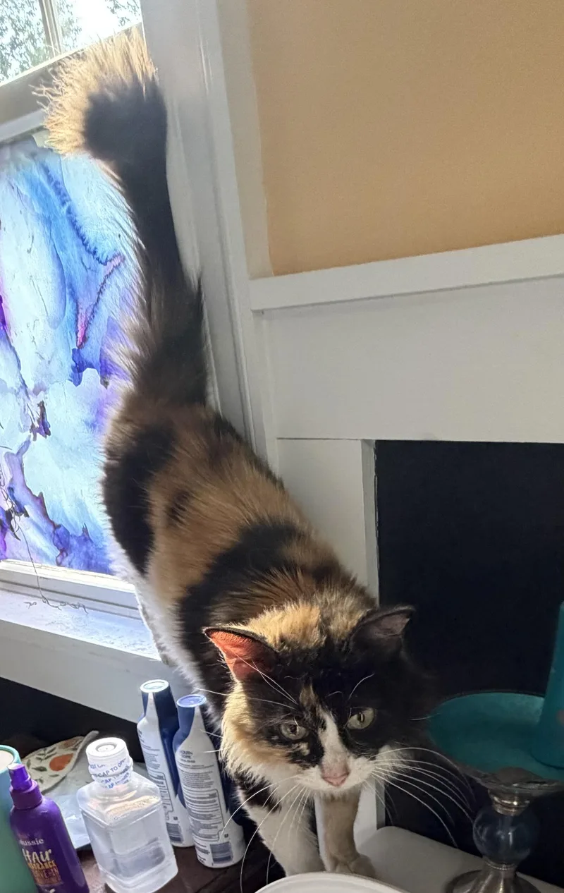 A young large-sized female Calico Maine Coon cat named Millie for adoption in Churchville, PA