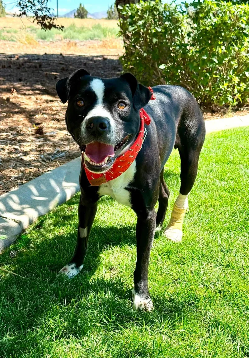 Apollo