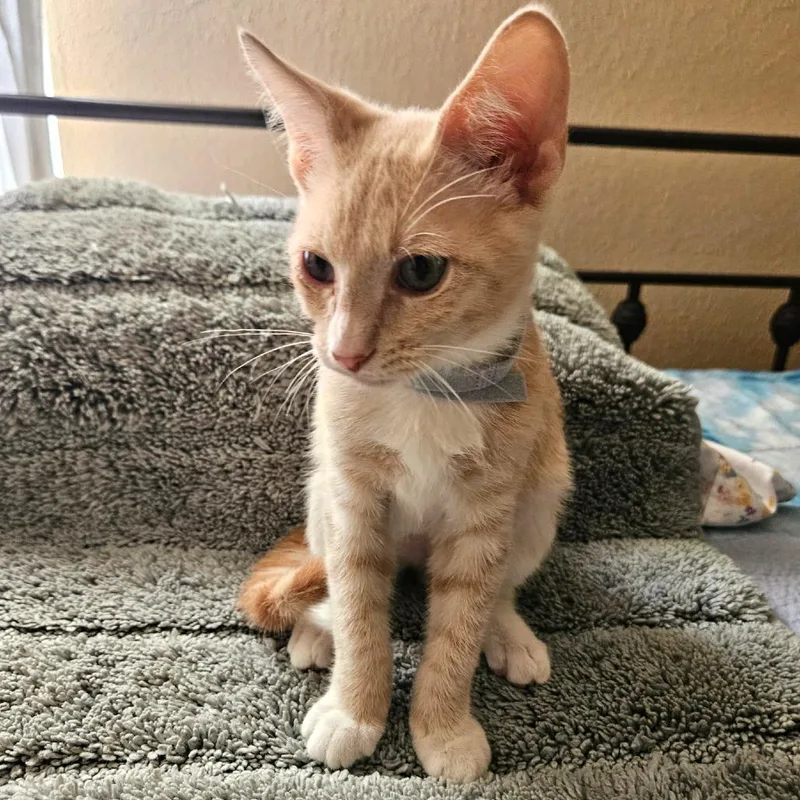 A baby medium-sized male Orange & White Domestic Short Hair cat named Jimmy for adoption in Houston, TX