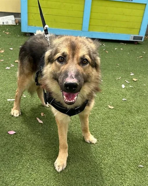 A young medium-sized male German Shepherd Dog dog named Oso for adoption in Baldwin Park, CA