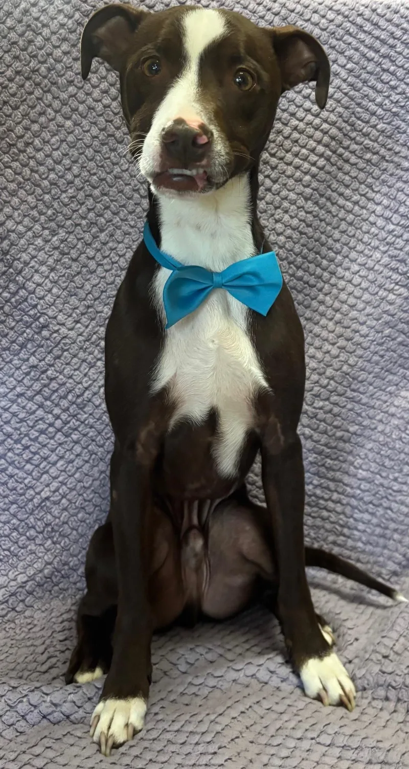 Cappuccino thumbnail 2