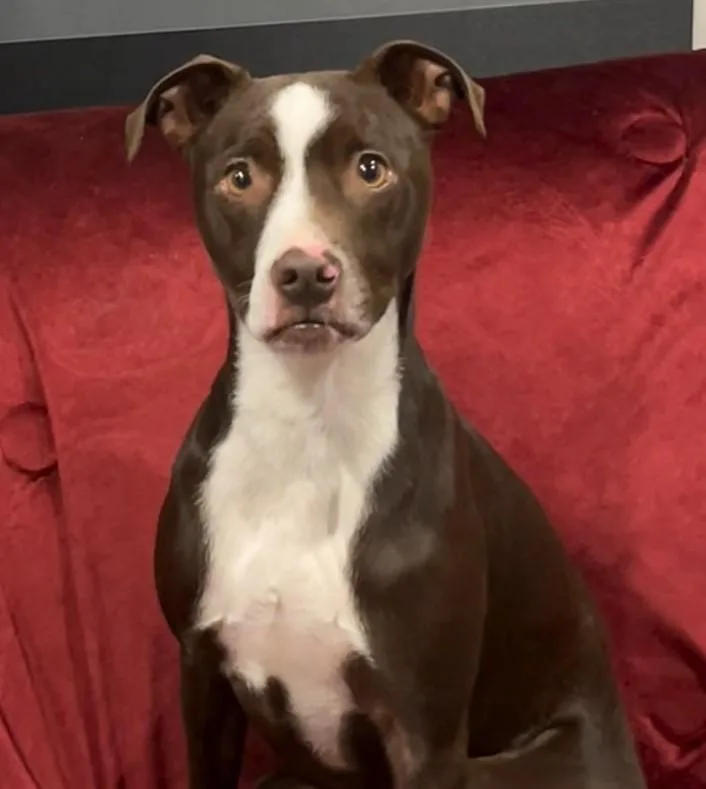 Cappuccino thumbnail 3