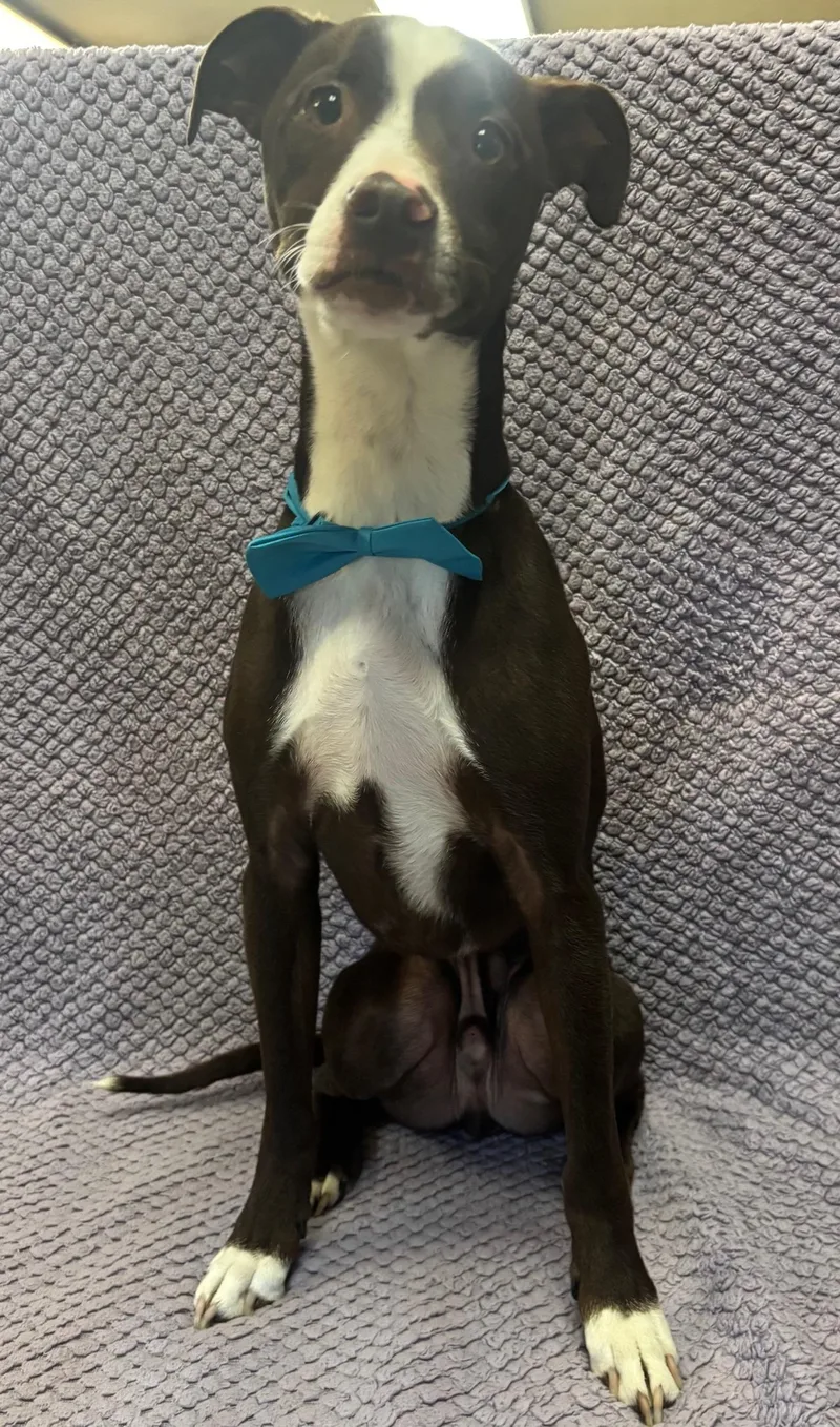 Cappuccino thumbnail 4