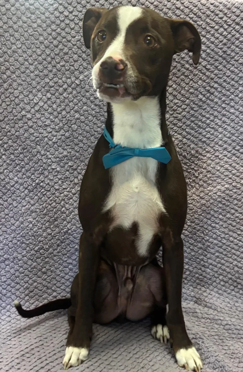 Cappuccino thumbnail 5