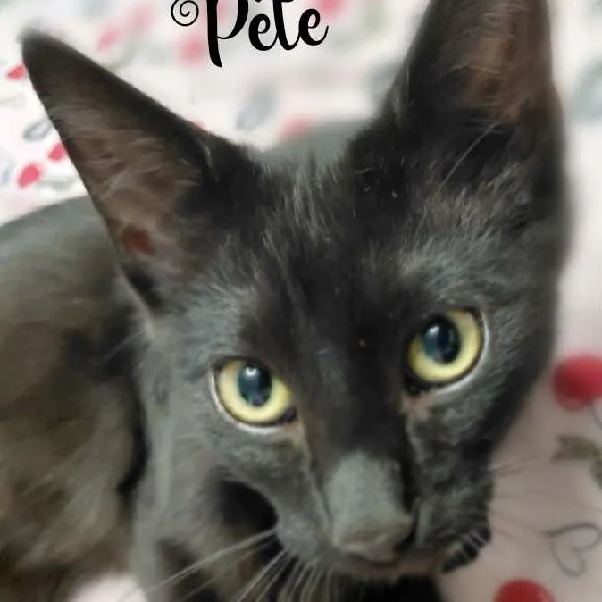 A baby medium-sized male Black Domestic Short Hair cat named Pete for adoption in Liverpool, TX