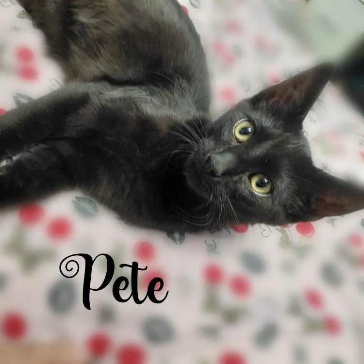 Pete thumbnail 2