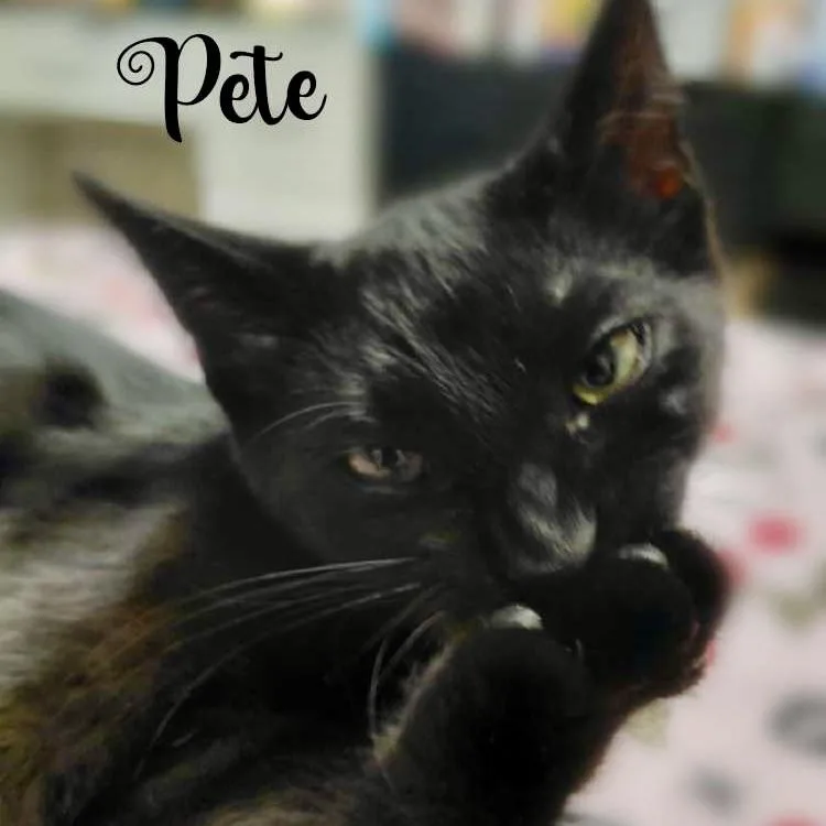 Pete thumbnail 3