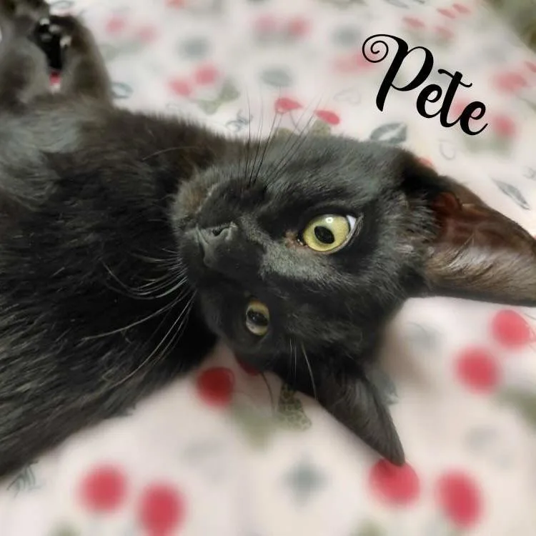 Pete thumbnail 4