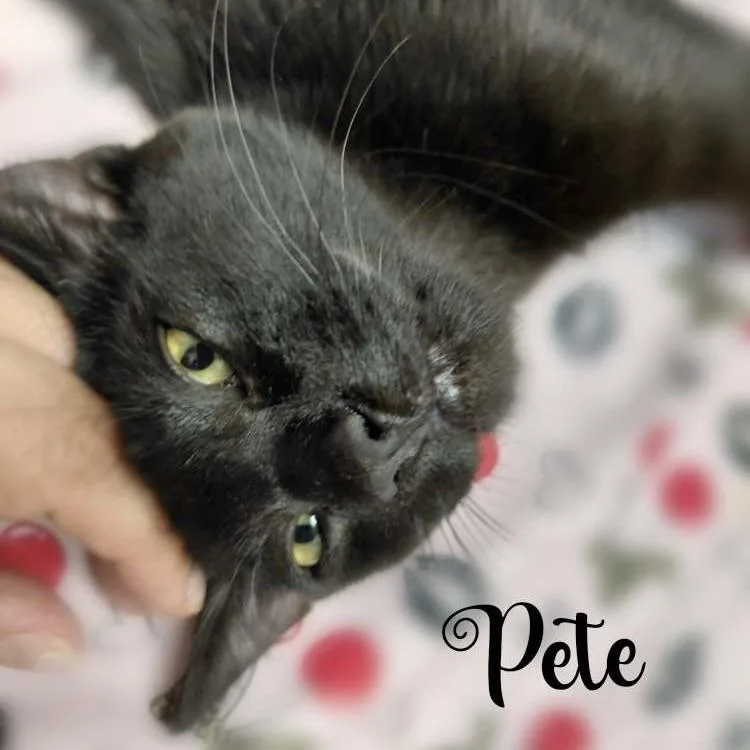 Pete thumbnail 5