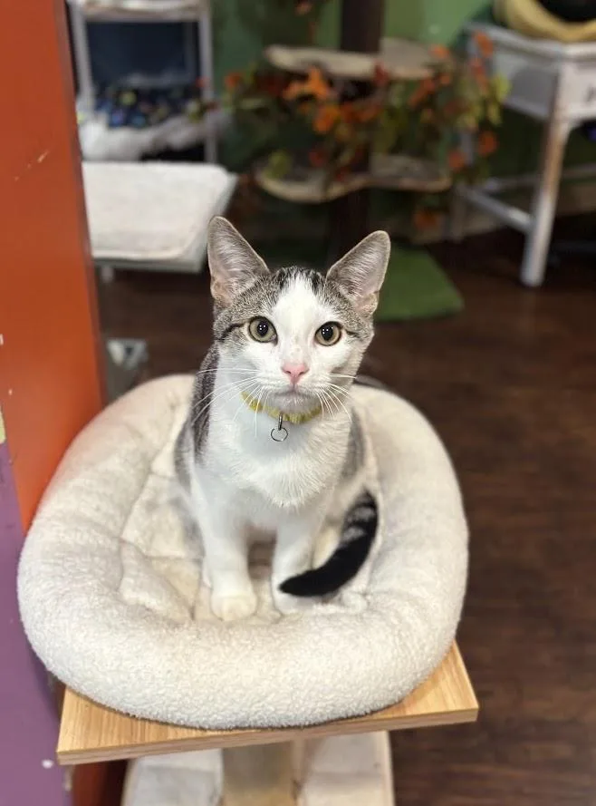 A baby small-sized male White Domestic Short Hair cat named Corn Dog for adoption in The Colony, TX