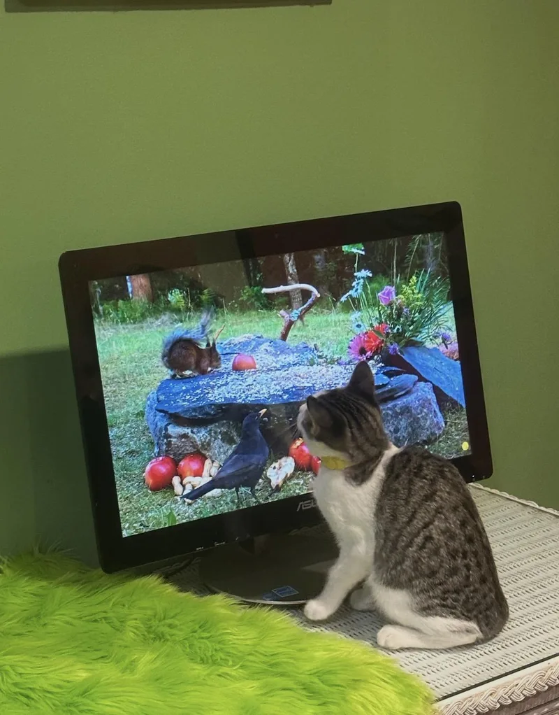 Corn Dog thumbnail 3