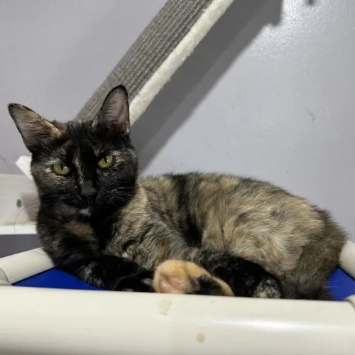 A young small-sized female Tortoiseshell Domestic Short Hair cat named Messina for adoption in Tipp City, OH