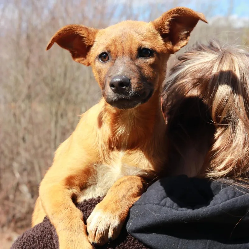 Ct Tulip thumbnail 2