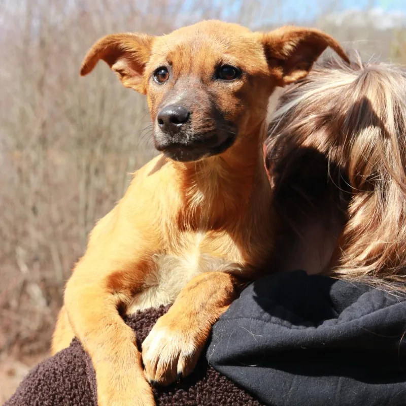 Ct Tulip thumbnail 3