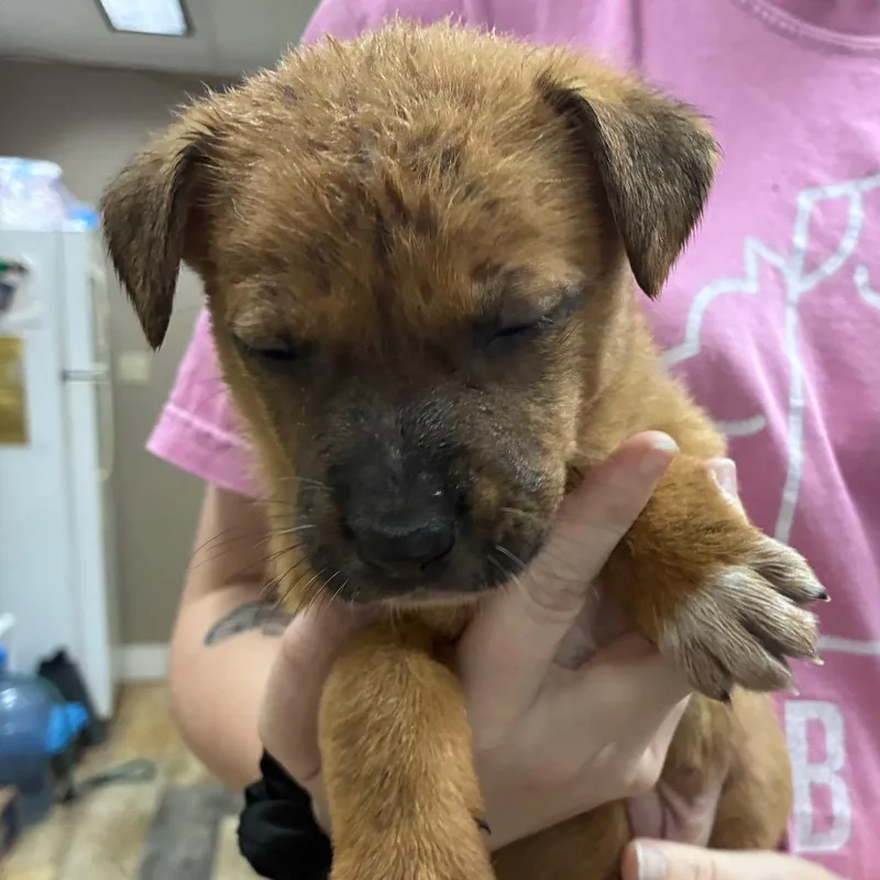 Ct Tulip thumbnail 4