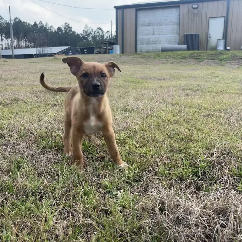 Ct Tulip thumbnail 5