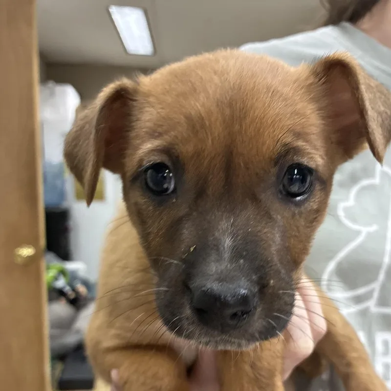 Ct Tulip thumbnail 6