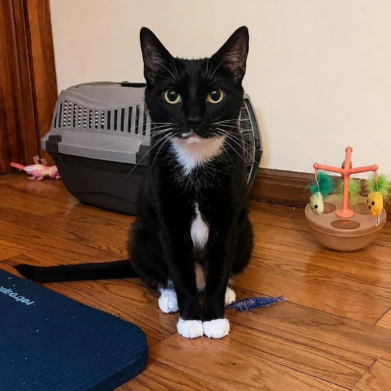 An adult medium-sized female Tuxedo cat named Maddy for adoption in Moriches, NY