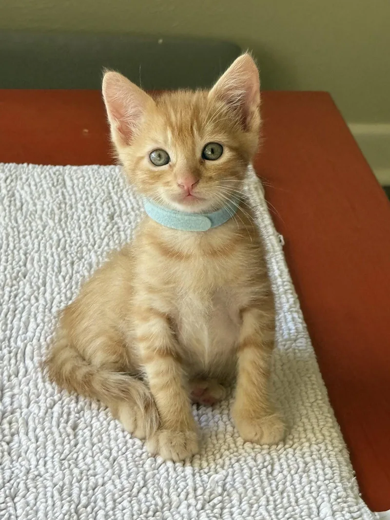 A baby small-sized male Domestic Short Hair cat named Boone for adoption in Texarkana, TX