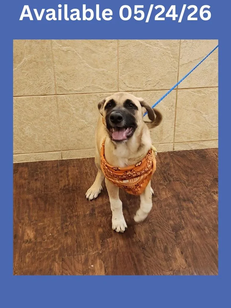 A baby medium-sized male Anatolian Shepherd dog named Dog Kennel for adoption in Greenville, TX