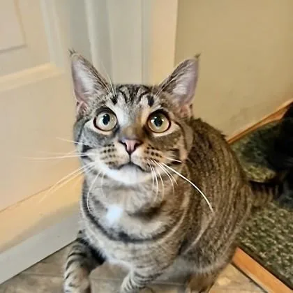 A baby medium-sized female Domestic Short Hair cat named Marley for adoption in Westland, MI