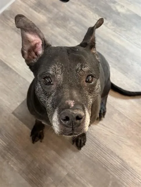 An adult medium-sized female Terrier dog named Peachy for adoption in Saint Louis, MO
