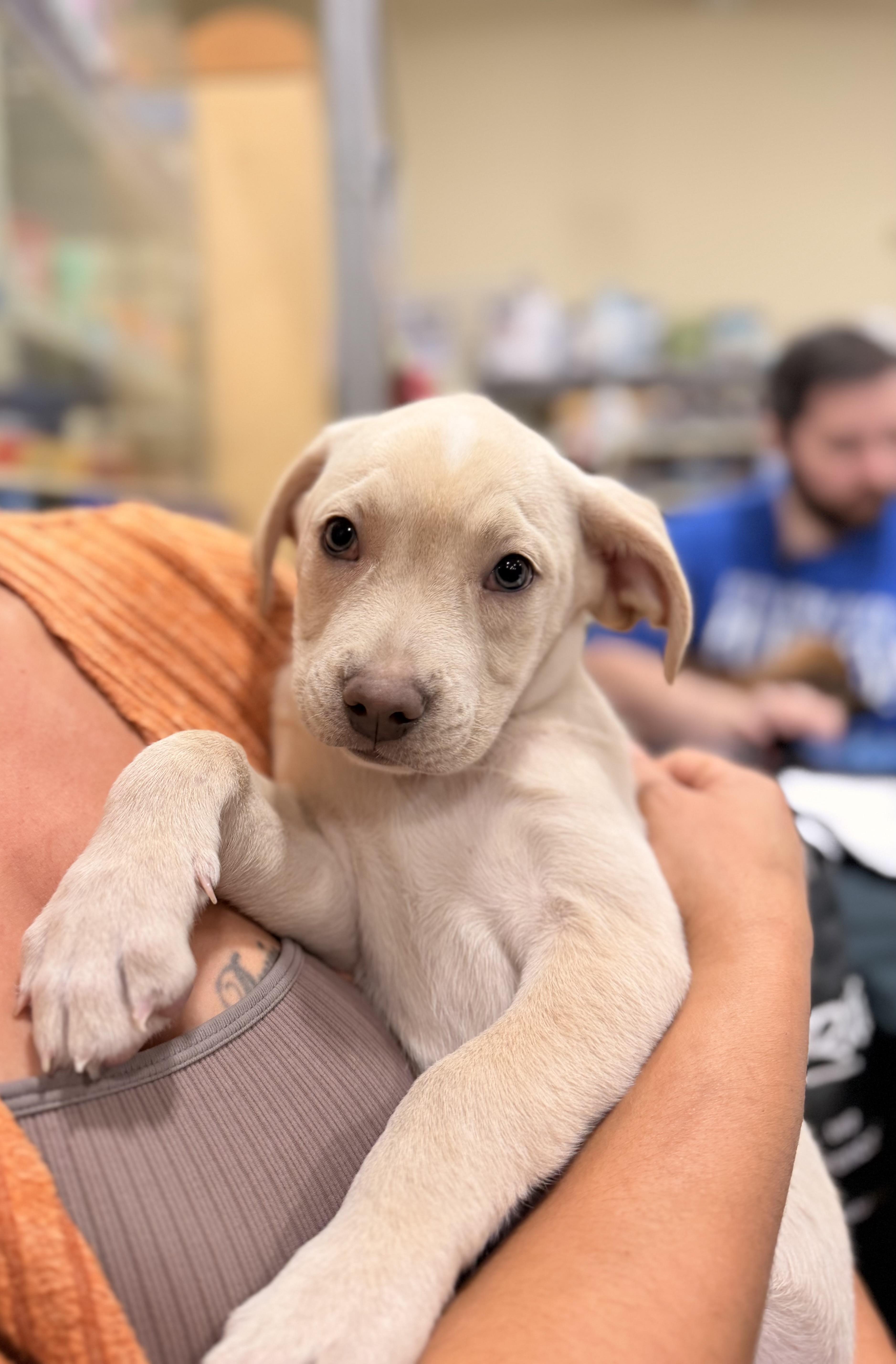 A baby medium-sized female Yellow Labrador Retriever dog named Callie for adoption in Carmel, NY
