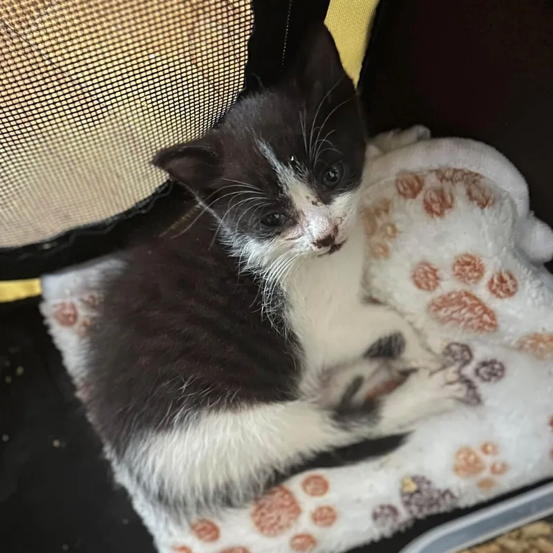 A baby medium-sized female Domestic Short Hair cat named Joey for adoption in Newark, NJ