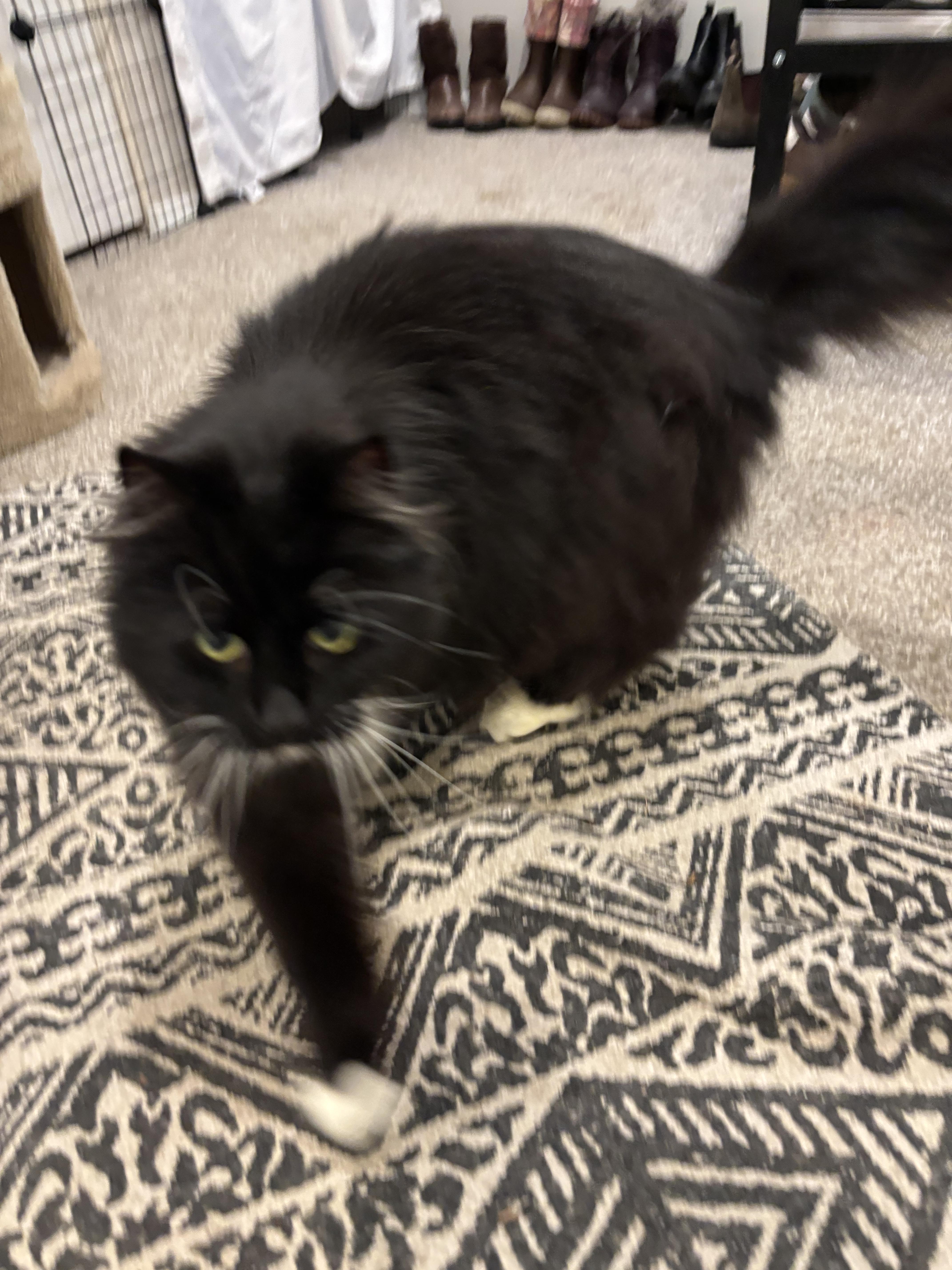 Sophie