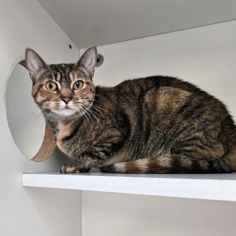 Sapphire thumbnail 2