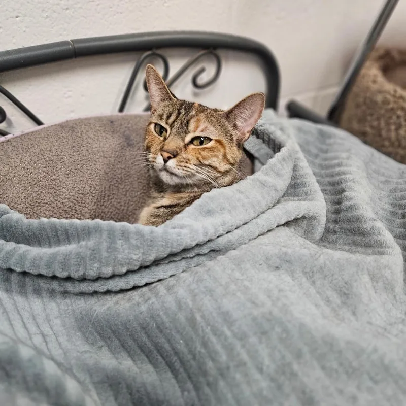 Sapphire thumbnail 3