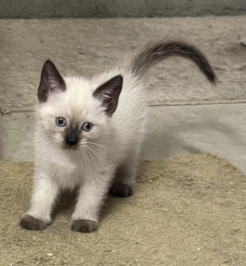 A baby small-sized female Siamese cat named Zoe for adoption in Lancaster, CA
