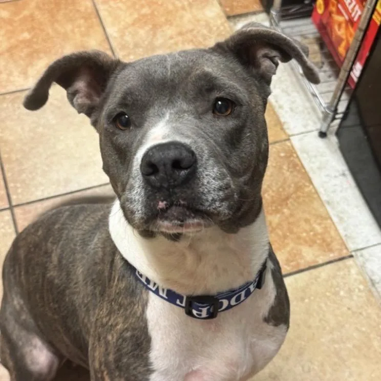 An adult medium-sized female Brown / Chocolate Mixed Breed dog named FWT Ruby for adoption in Midland, TX