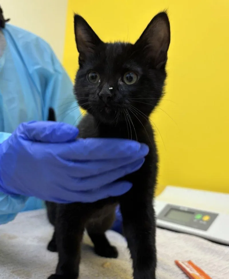 A baby small-sized male Black Domestic Short Hair cat named Mortimer for adoption in Raleigh, NC