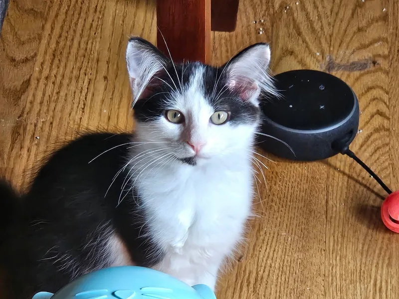 A baby medium-sized male Black & White / Tuxedo Domestic Medium Hair cat named Prince for adoption in Plattsmouth, NE