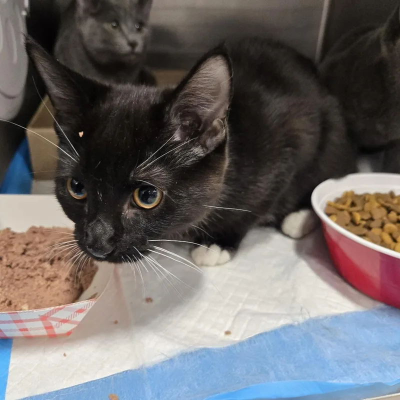 A young small-sized female Black Domestic Short Hair cat named Petunia for adoption in New York, NY
